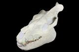 Fossil Oreodont (Merycoidodon) Skull - Wyoming #176385-5